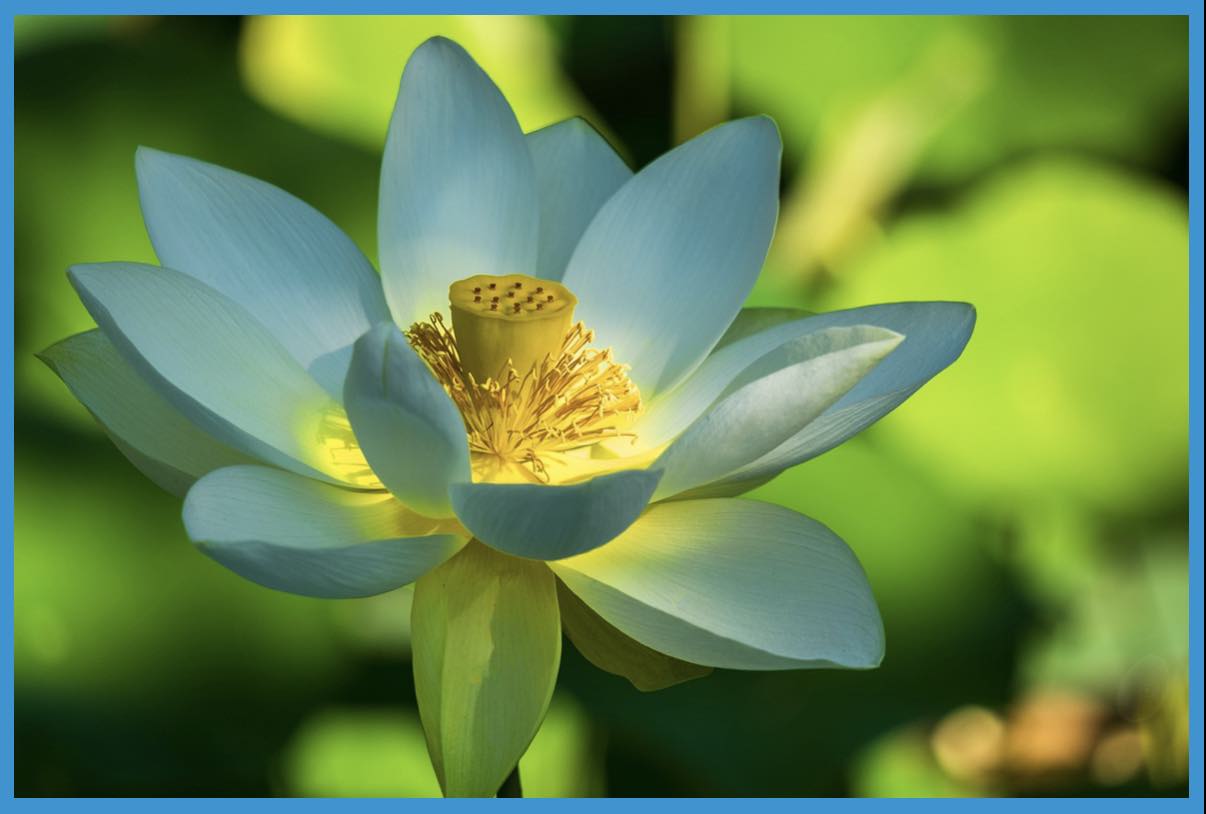 Lotosblume (Keyboard-Style)