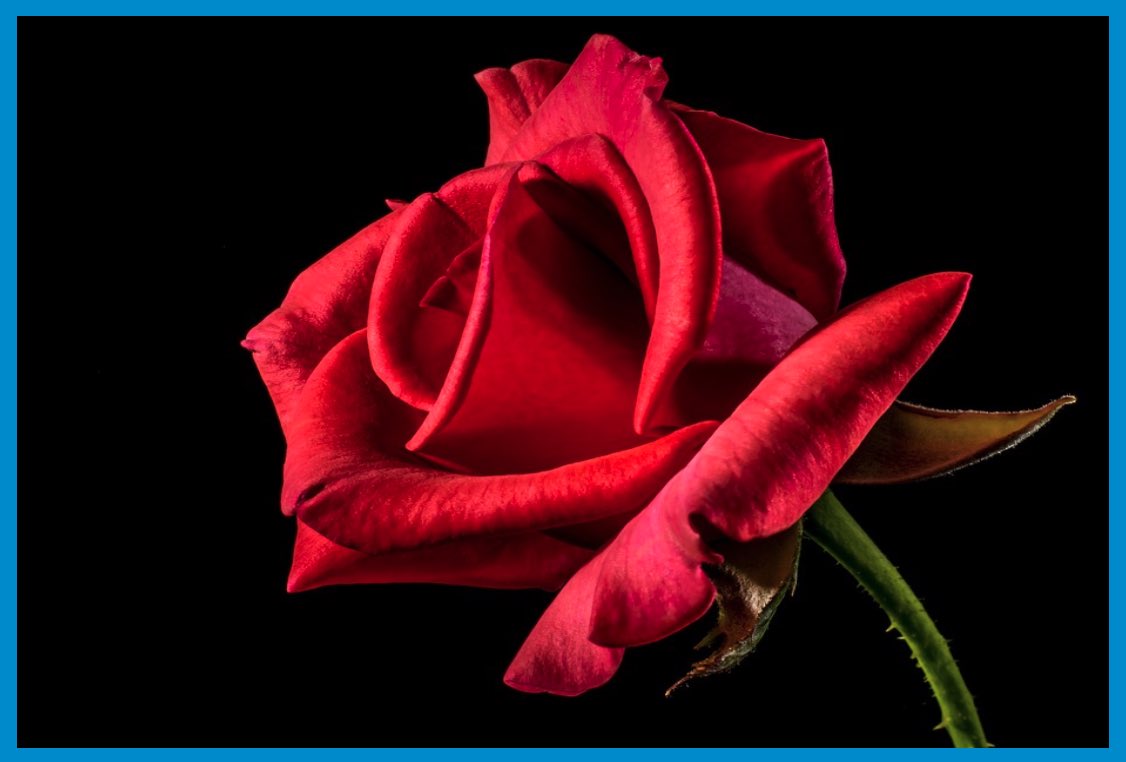 Die Rose von Südtirol (MIDI-File)