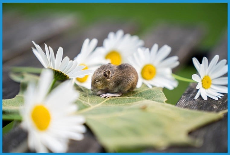 Hallo kleine Maus (Keyboard-Style)